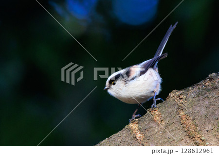 愛くるしい仕草で人気者の小さな白い鳥 エナガ 128612961