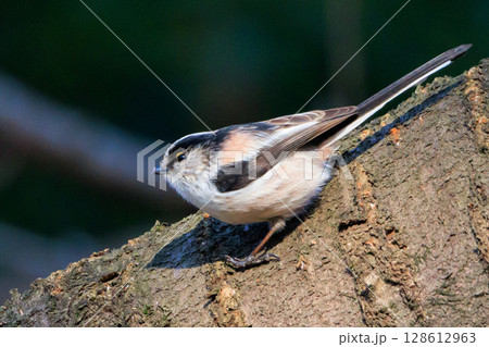 愛くるしい仕草で人気者の小さな白い鳥 エナガ 愛くるしい仕草で人気者の小さな白い鳥 エナガ 128612963