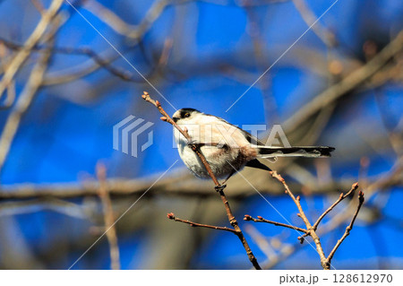 愛くるしい仕草で人気者の小さな白い鳥 エナガ 128612970