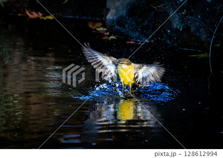 警戒心が強く、水辺を好んであざやかなレモンイエローを纏う綺麗な鳥のキセキレイ 128612994