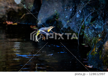 警戒心が強く、水辺を好んであざやかなレモンイエローを纏う綺麗な鳥のキセキレイ 警戒心が強く、水辺を好んであざやかなレモンイエローを纏う綺麗な鳥のキセキレイ 128612997