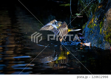 警戒心が強く、水辺を好んであざやかなレモンイエローを纏う綺麗な鳥のキセキレイ 警戒心が強く、水辺を好んであざやかなレモンイエローを纏う綺麗な鳥のキセキレイ 128612998