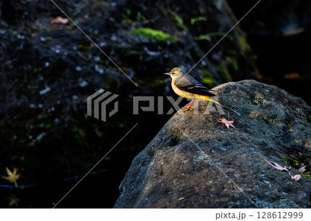 警戒心が強く、水辺を好んであざやかなレモンイエローを纏う綺麗な鳥のキセキレイ 警戒心が強く、水辺を好んであざやかなレモンイエローを纏う綺麗な鳥のキセキレイ 128612999