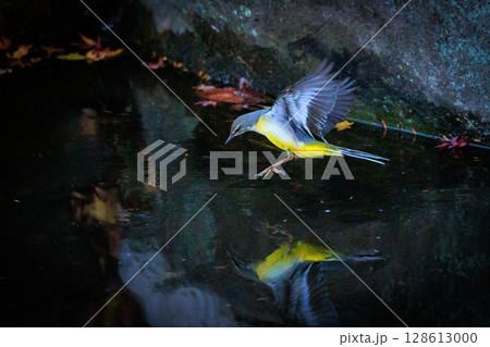 警戒心が強く、水辺を好んであざやかなレモンイエローを纏う綺麗な鳥のキセキレイ 警戒心が強く、水辺を好んであざやかなレモンイエローを纏う綺麗な鳥のキセキレイ 128613000