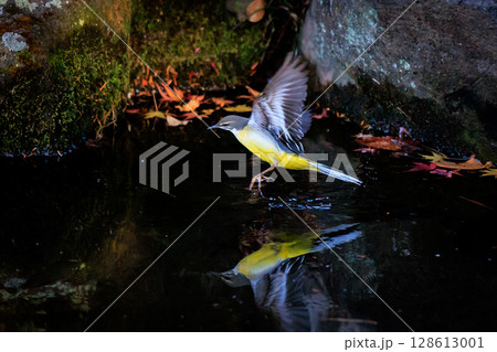 警戒心が強く、水辺を好んであざやかなレモンイエローを纏う綺麗な鳥のキセキレイ 128613001