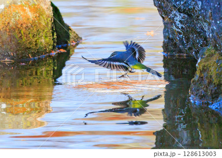 警戒心が強く、水辺を好んであざやかなレモンイエローを纏う綺麗な鳥のキセキレイ 128613003