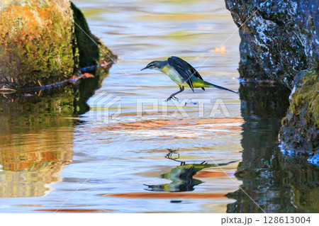 警戒心が強く、水辺を好んであざやかなレモンイエローを纏う綺麗な鳥のキセキレイ 128613004