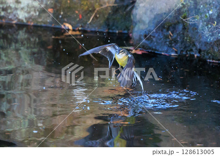 警戒心が強く、水辺を好んであざやかなレモンイエローを纏う綺麗な鳥のキセキレイ 128613005