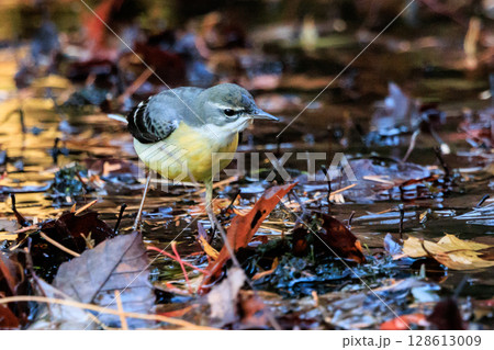 警戒心が強く、水辺を好んであざやかなレモンイエローを纏う綺麗な鳥のキセキレイ 128613009