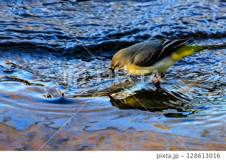 警戒心が強く、水辺を好んであざやかなレモンイエローを纏う綺麗な鳥のキセキレイ 警戒心が強く、水辺を好んであざやかなレモンイエローを纏う綺麗な鳥のキセキレイ 128613016