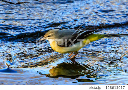 警戒心が強く、水辺を好んであざやかなレモンイエローを纏う綺麗な鳥のキセキレイ 128613017