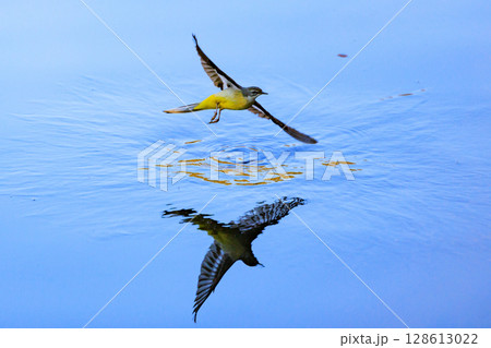 警戒心が強く、水辺を好んであざやかなレモンイエローを纏う綺麗な鳥のキセキレイ 警戒心が強く、水辺を好んであざやかなレモンイエローを纏う綺麗な鳥のキセキレイ 128613022