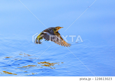 警戒心が強く、水辺を好んであざやかなレモンイエローを纏う綺麗な鳥のキセキレイ 128613023