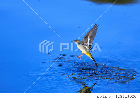 警戒心が強く、水辺を好んであざやかなレモンイエローを纏う綺麗な鳥のキセキレイ 128613026