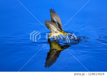 警戒心が強く、水辺を好んであざやかなレモンイエローを纏う綺麗な鳥のキセキレイ 128613029