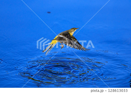 警戒心が強く、水辺を好んであざやかなレモンイエローを纏う綺麗な鳥のキセキレイ 警戒心が強く、水辺を好んであざやかなレモンイエローを纏う綺麗な鳥のキセキレイ 128613033