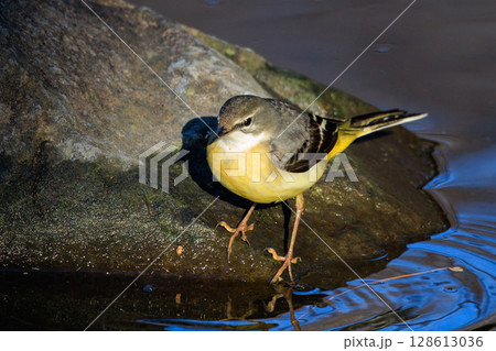 警戒心が強く、水辺を好んであざやかなレモンイエローを纏う綺麗な鳥のキセキレイ 128613036