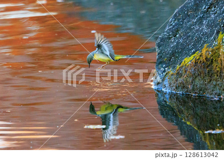 警戒心が強く、水辺を好んであざやかなレモンイエローを纏う綺麗な鳥のキセキレイ 警戒心が強く、水辺を好んであざやかなレモンイエローを纏う綺麗な鳥のキセキレイ 128613042