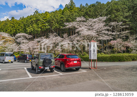 森町の遠江国一宮小國神社の桜の風景(静岡県) 128613059
