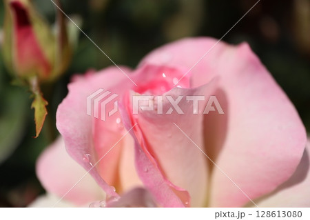 バラ園に咲いたグラデーションが綺麗なバラの花 バラ園に咲いたグラデーションが綺麗なバラの花 128613080