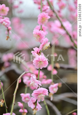 京都 梨木神社の梅 京都 梨木神社の梅 128613089