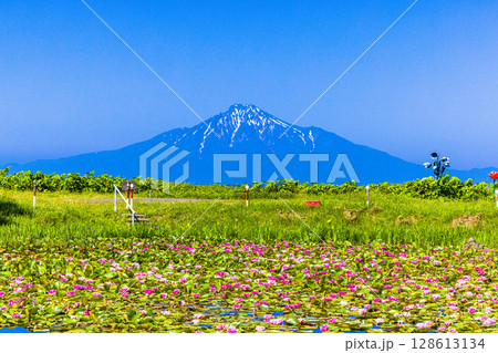 【北海道_オロロンライン】日本海に浮かぶ利尻富士を睡蓮池から眺望 128613134