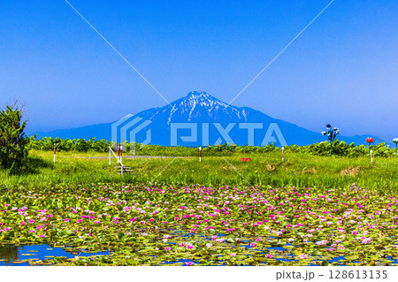 【北海道_オロロンライン】日本海に浮かぶ利尻富士を睡蓮池から眺望 128613135
