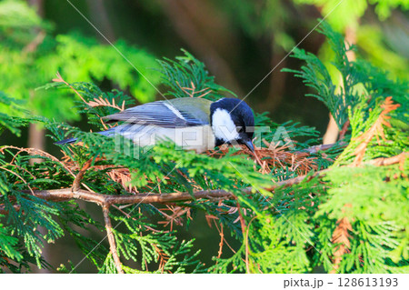胸のネクタイが可愛らしい身近な野鳥 シジュウカラ 128613193