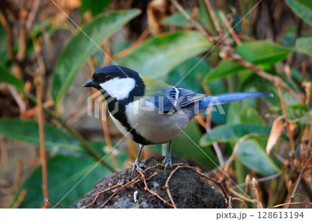 胸のネクタイが可愛らしい身近な野鳥 シジュウカラ 胸のネクタイが可愛らしい身近な野鳥 シジュウカラ 128613194