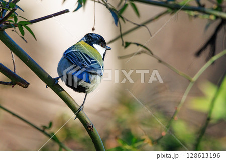 胸のネクタイが可愛らしい身近な野鳥 シジュウカラ 胸のネクタイが可愛らしい身近な野鳥 シジュウカラ 128613196