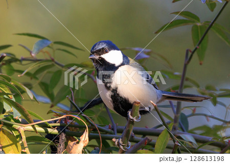 胸のネクタイが可愛らしい身近な野鳥 シジュウカラ 128613198