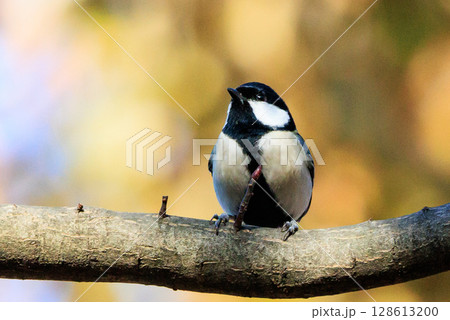 胸のネクタイが可愛らしい身近な野鳥 シジュウカラ 128613200