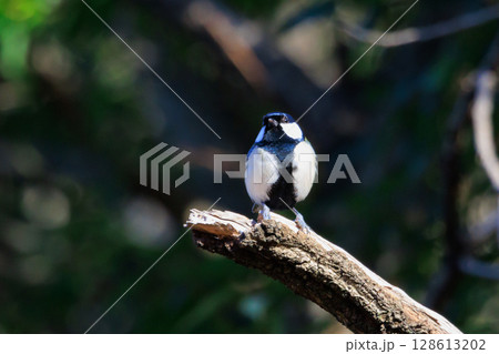 胸のネクタイが可愛らしい身近な野鳥 シジュウカラ 128613202