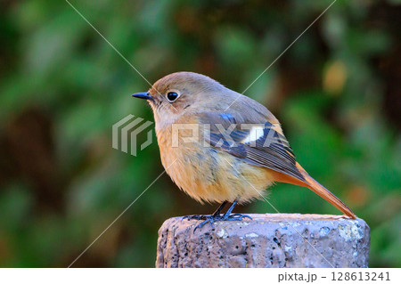 ジョビコの愛称で可愛らしい仕草が愛される冬鳥の ジョウビタキの雌 128613241