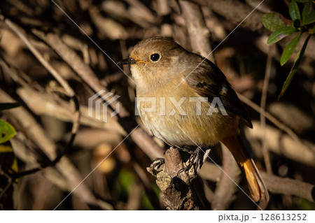 ジョビコの愛称で可愛らしい仕草が愛される冬鳥の ジョウビタキの雌 128613252