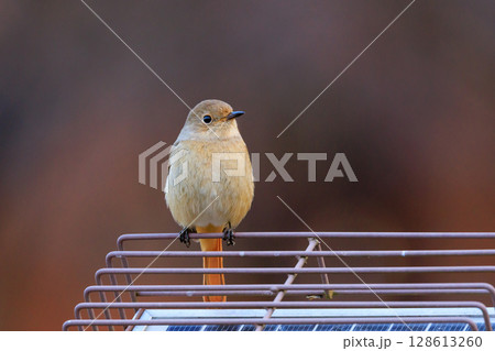 ジョビコの愛称で可愛らしい仕草が愛される冬鳥の ジョウビタキの雌 128613260