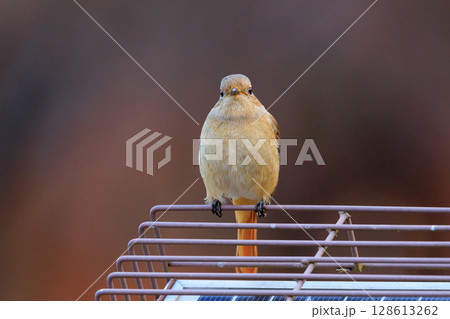 ジョビコの愛称で可愛らしい仕草が愛される冬鳥の ジョウビタキの雌 128613262