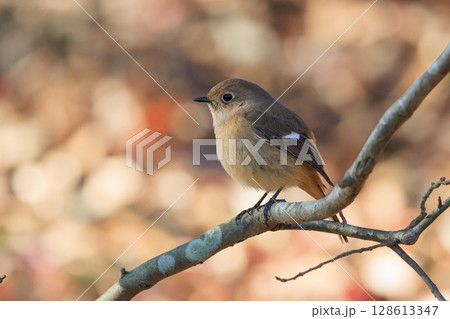 ジョビコの愛称で可愛らしい仕草が愛される冬鳥の ジョウビタキの雌 128613347
