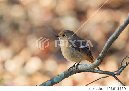 ジョビコの愛称で可愛らしい仕草が愛される冬鳥の ジョウビタキの雌 128613350