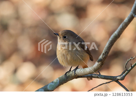 ジョビコの愛称で可愛らしい仕草が愛される冬鳥の ジョウビタキの雌 128613353
