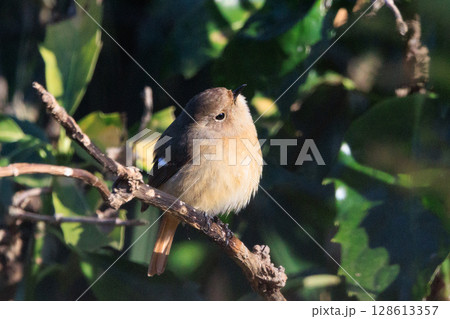 ジョビコの愛称で可愛らしい仕草が愛される冬鳥の ジョウビタキの雌 128613357
