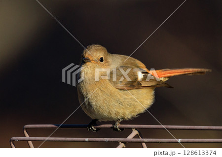 ジョビコの愛称で可愛らしい仕草が愛される冬鳥の ジョウビタキの雌 128613374