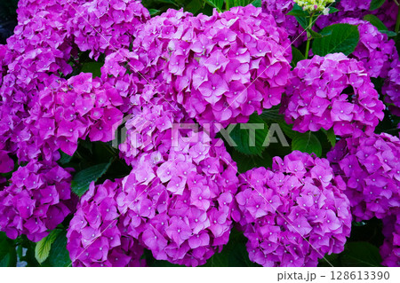 春の花シリーズ：鮮やかなピンクのアジサイが咲き誇る風景 128613390