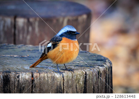 愛らしい仕草の冬鳥 ジョウビタキ 愛らしい仕草の冬鳥 ジョウビタキ 128613448