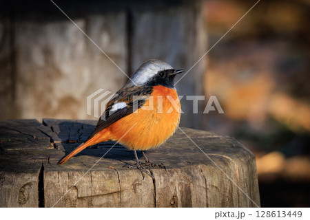 愛らしい仕草の冬鳥 ジョウビタキ 愛らしい仕草の冬鳥 ジョウビタキ 128613449