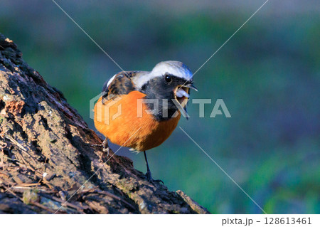 愛らしい仕草の冬鳥 ジョウビタキ 128613461