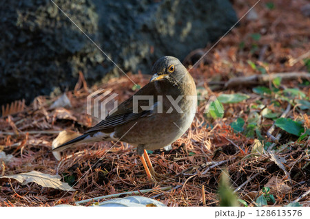 単独行動が好きでピョンピョン跳ねて食べ物を探す冬鳥 シロハラ 単独行動が好きでピョンピョン跳ねて食べ物を探す冬鳥 シロハラ 128613576