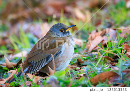 単独行動が好きでピョンピョン跳ねて食べ物を探す冬鳥　シロハラ 128613588