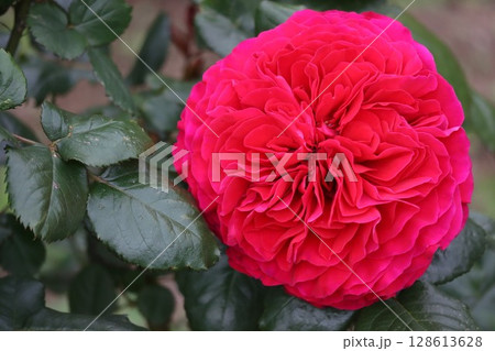 綺麗に咲いた赤いバラ 綺麗に咲いた赤いバラ 128613628