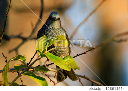 賑やかで目立つために日本では身近でも海外では珍鳥 ヒヨドリ 128613654